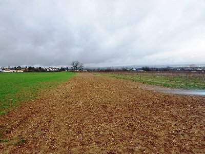 Finthen - Landwirtschaftsfläche